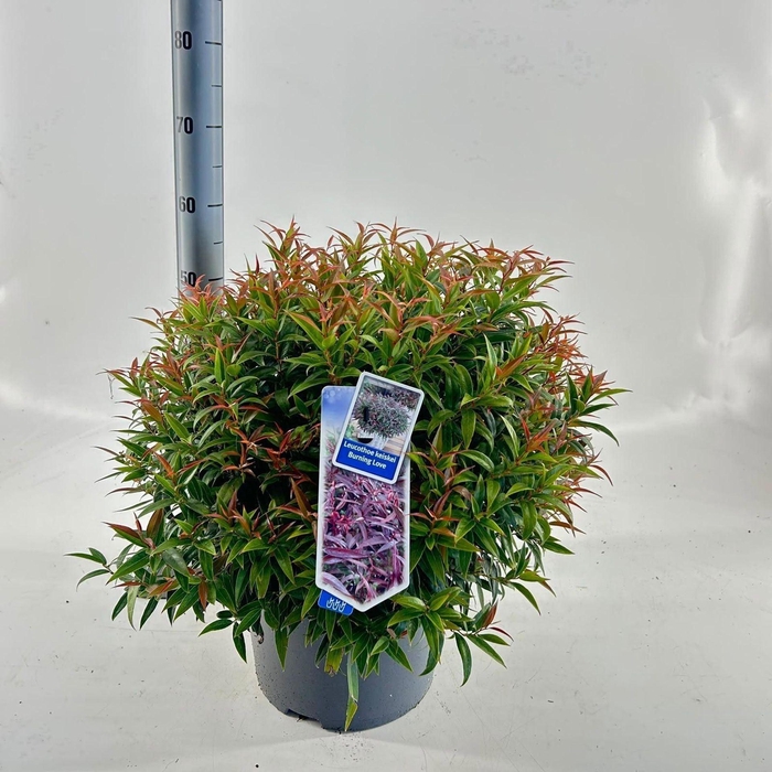 <h4>Leucothoe Burning Love</h4>