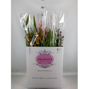 Cymbidium   ...mix