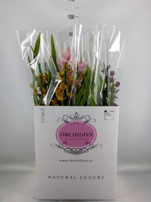 <h4>Cymbidium ...mix</h4>