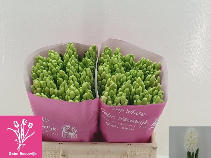 <h4>HYAC TOP WHITE</h4>