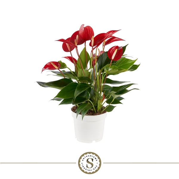 <h4>Anthurium Mille Fleurs Roja 12cm</h4>