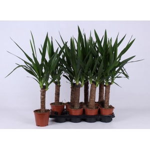 Yucca 14Ø 65cm 2Head