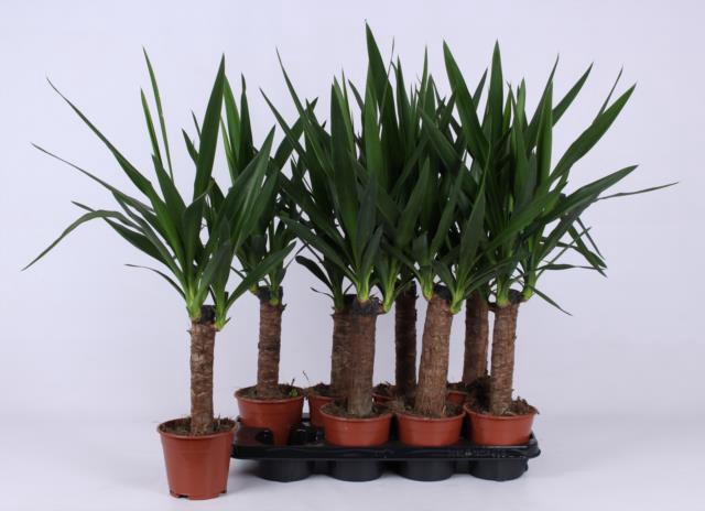 Yucca 14Ø 65cm 2Head