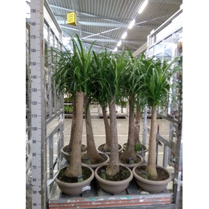 Beaucarnea recurvata