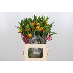 Asclepias Silky Gold