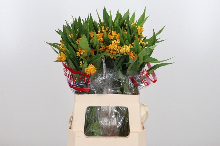 <h4>Asclepias Silky Gold</h4>