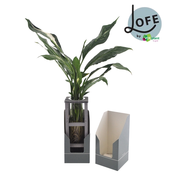<h4>LOFE | Spathiphyllum in Woodrack + verpakking</h4>