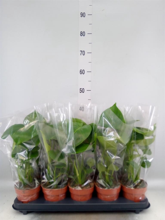 <h4>Monstera delic.</h4>