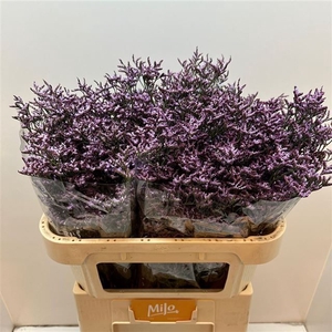 LIM SAF LILAC