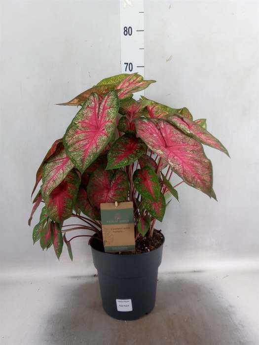 Caladium   ...