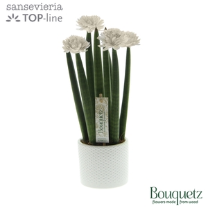 Sansevieria TOP-line Bouquetz White in Dots keramiek
