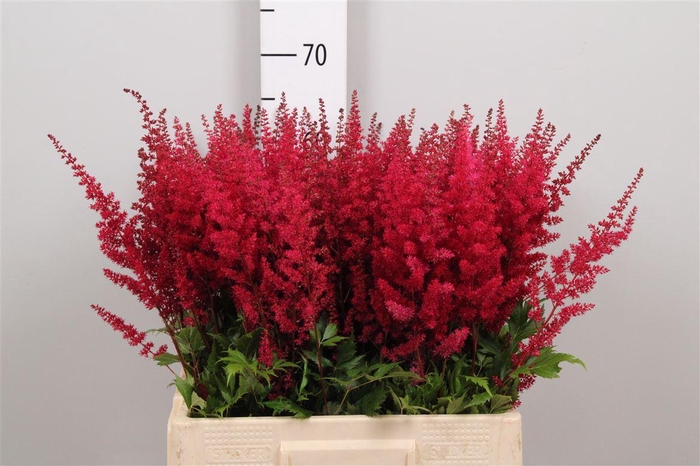 <h4>Astil Ar Fanal</h4>