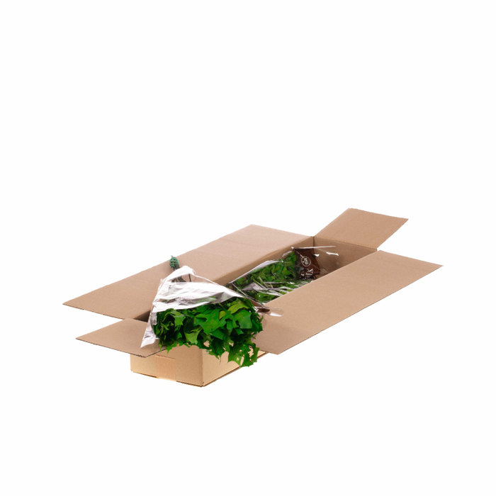 <h4>Scarlet Oak Leaf Preserved Sb Green</h4>