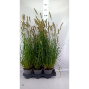 Pennisetum alopec. 'Hameln'