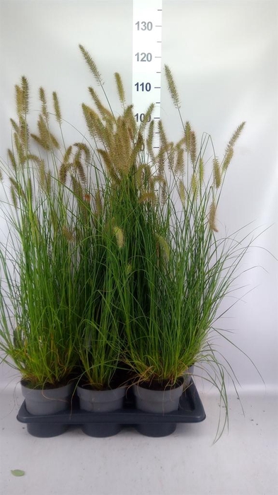<h4>Pennisetum alopec. 'Hameln'</h4>