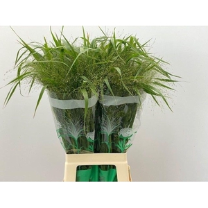 PANICUM VIRGATUM 'FOUNTAIN'