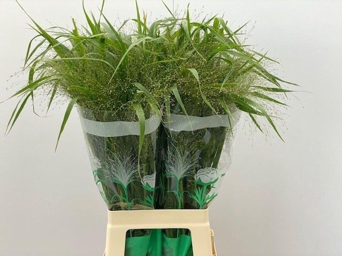 <h4>PANICUM VIRGATUM 'FOUNTAIN'</h4>