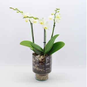 PHAL-2433W Phalaenopsis creatie