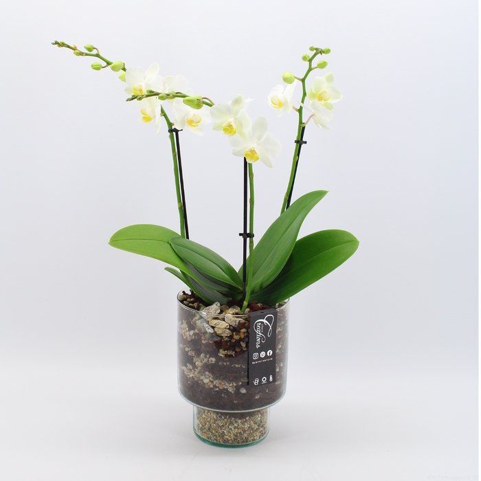 <h4>PHAL-2433W Phalaenopsis creatie</h4>