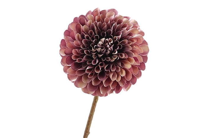 <h4>Dahlia Purple Cream FL440196PRP</h4>
