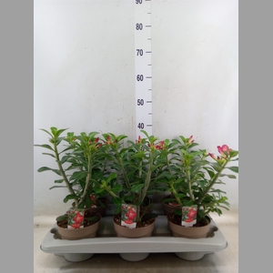 Adenium obesum 'Anouk'