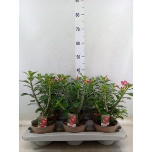 Adenium obesum 'Anouk'