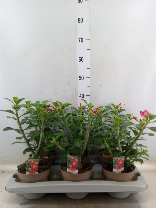 <h4>Adenium obesum 'Anouk'</h4>