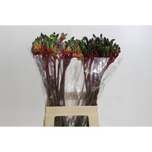 Anigozanthos Royal Cheer