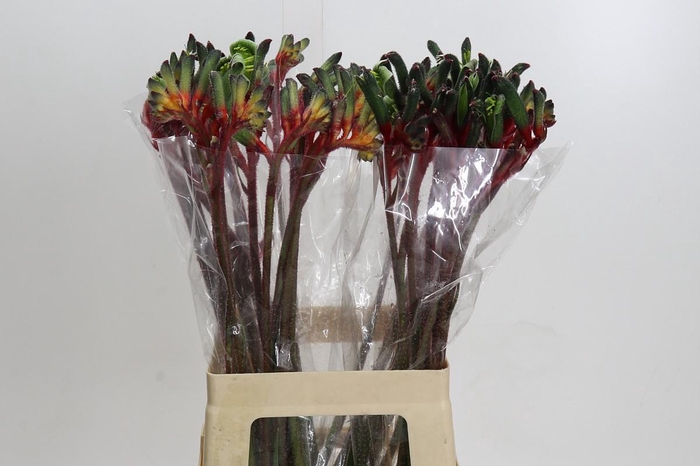 Anigozanthos Royal Cheer