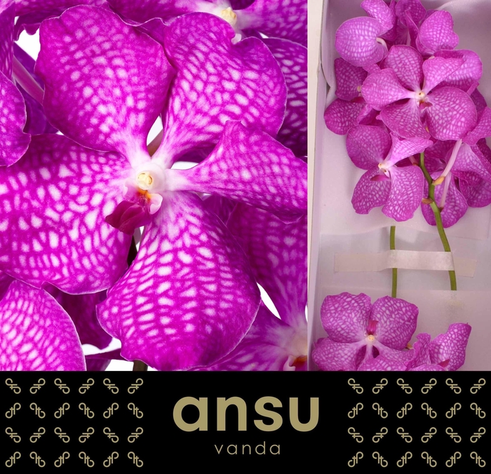 <h4>Vanda Magic Pink X16</h4>