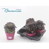 arr8 Aeonium Ab Velours