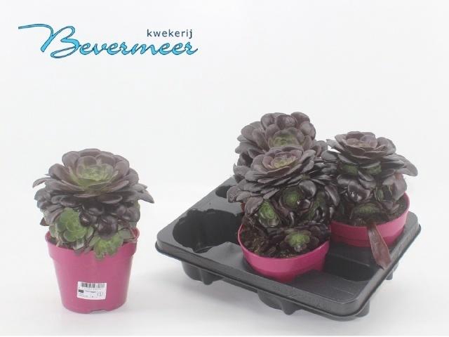 arr8 Aeonium Ab Velours