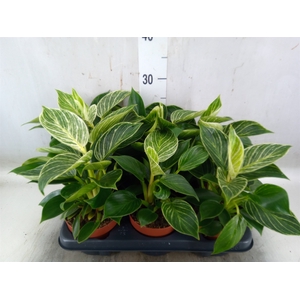 Philodendron   ...