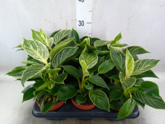 <h4>Philodendron   ...</h4>