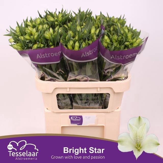 <h4>ALSTR BRIGHT STAR</h4>