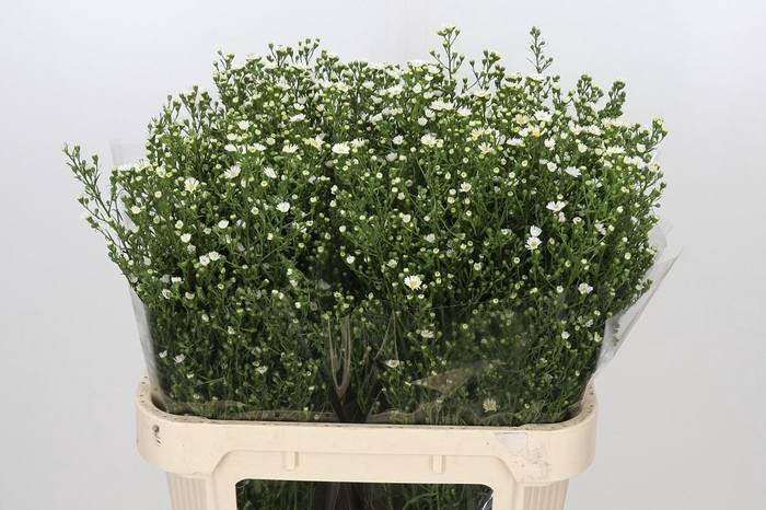 <h4>Aster Paquita</h4>