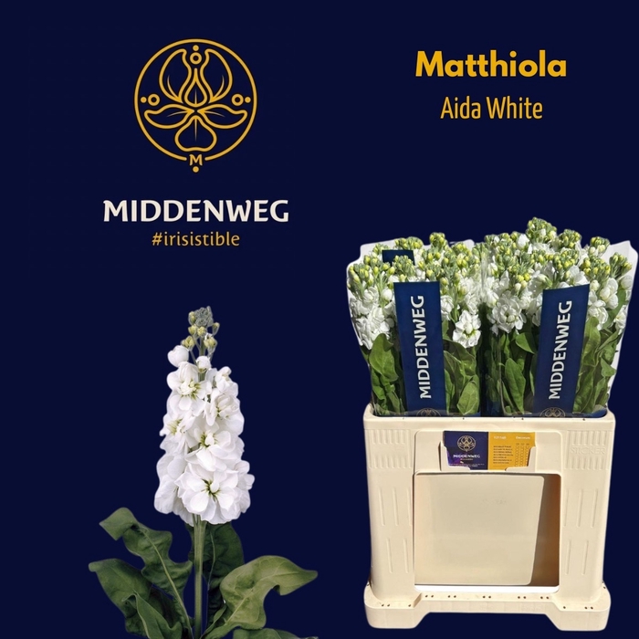 <h4>MATTH AIDA WHITE</h4>