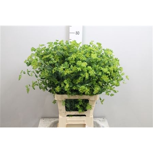 Bupleurum Rotundifol