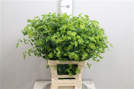 <h4>Bupleurum Rotundifol</h4>