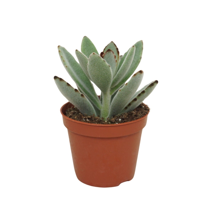 <h4>Kalanchoe tomentosa</h4>