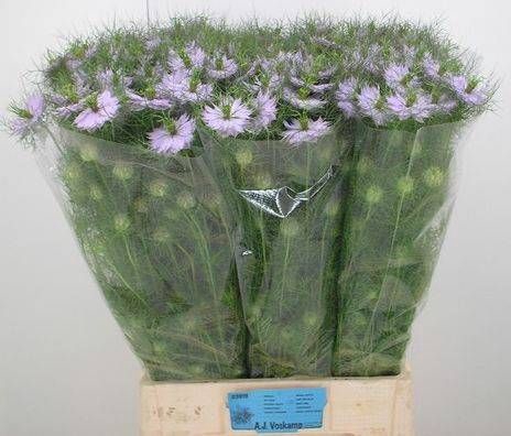 <h4>NIGE D BABY PINK</h4>