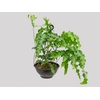POLYPODIUM AUREUM BLUE STAR C25