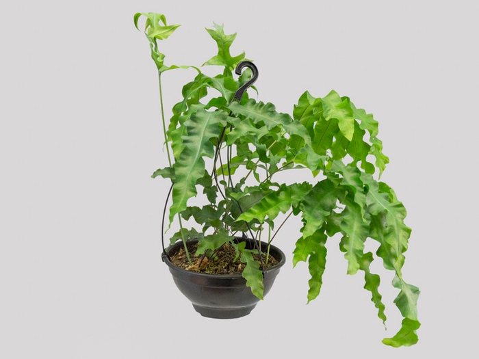 POLYPODIUM AUREUM BLUE STAR C25