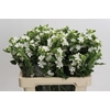 Oxypetalum coeruleum 'Perfect White Harmony'