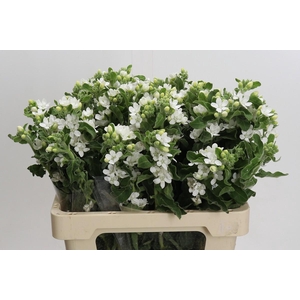 Oxypetalum coeruleum 'Perfect White Harmony'