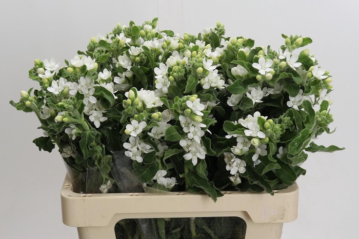 <h4>Oxypetalum coeruleum 'Perfect White Harmony'</h4>