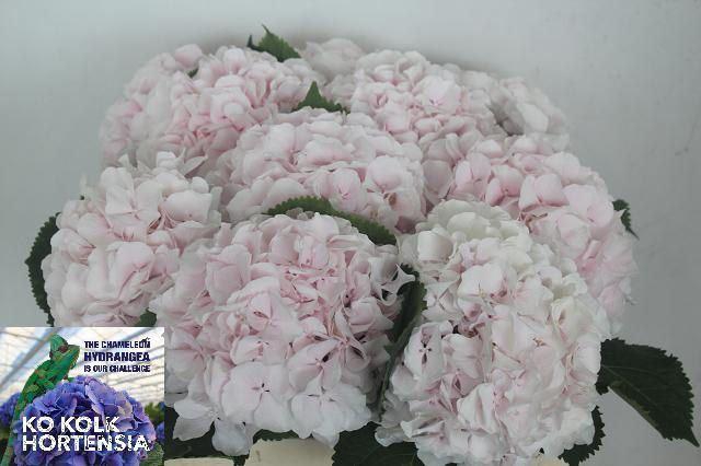 <h4>HORT SWEET VERENA</h4>