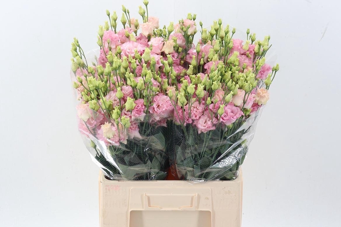 <h4>Eus G Alissa Pink</h4>