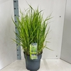 Panicum virgatum