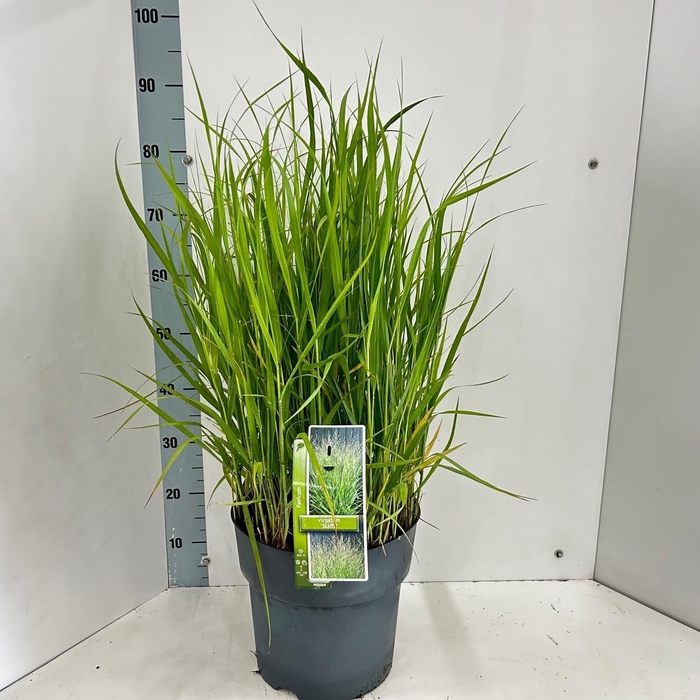 Panicum virgatum